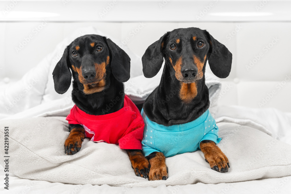 Two generations of funny dachshunds wearing colored t-shirts lie on pillow covered with warm blanket in white bedroom at home or in dog-friendly hotel, front view, copy space.