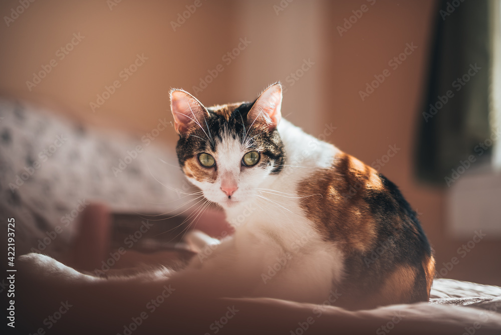 Cat relaxing on a bed in soft afternoon window light