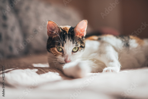 Cat relaxing on a bed in soft afternoon window light