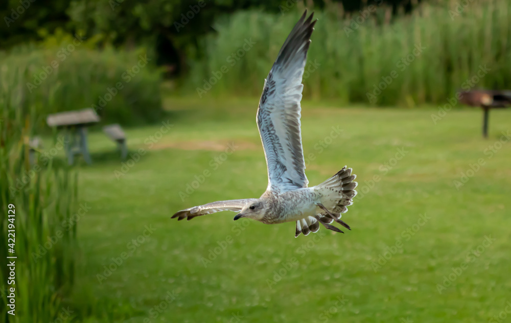 Obraz premium seagull flying