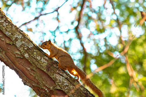 squirrel on a tree © Saliba