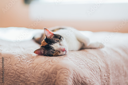 Cat snoozing on a bed in soft sunlight