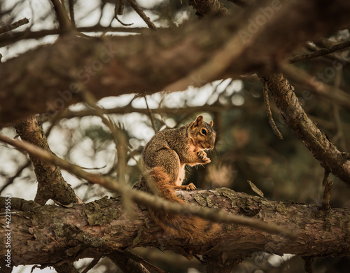 squirrel on tree © Saliba