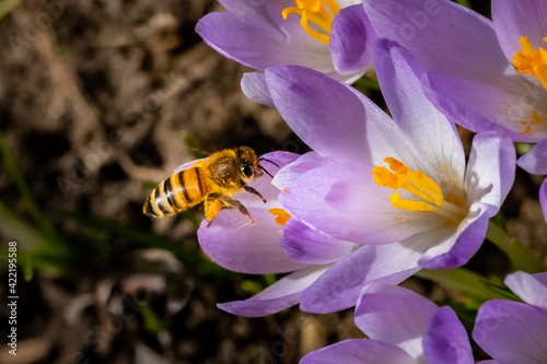 Obraz na płótnie A Western Honeybee (Apis mellifera) gathering pollen from Crocus flower blossoms in the early spring sun. w salonie