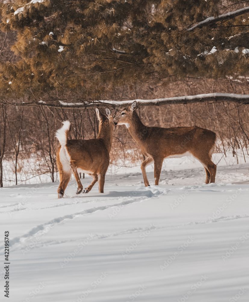 Deer in the snow Deer in the snow