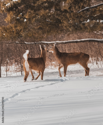 Deer in the snow 
