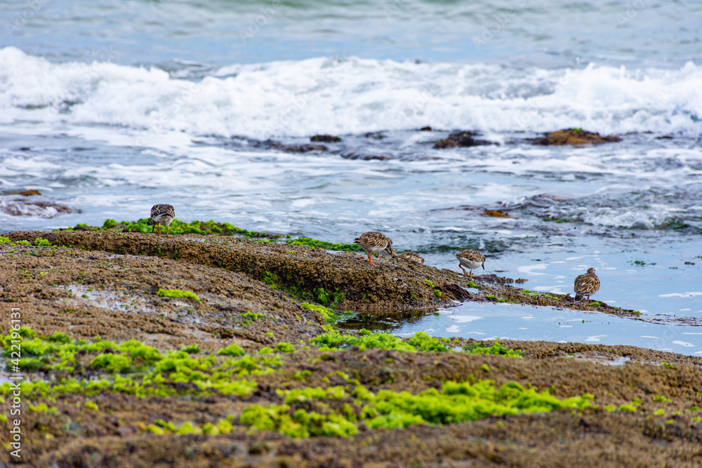 seaweed on the beach