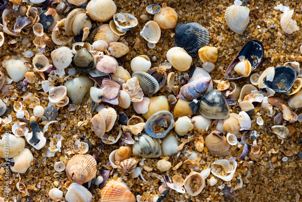 Fototapeta premium shells on the beach