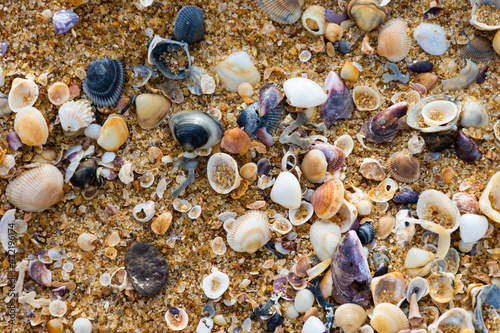 seashells on the beach © AMSTATTOO