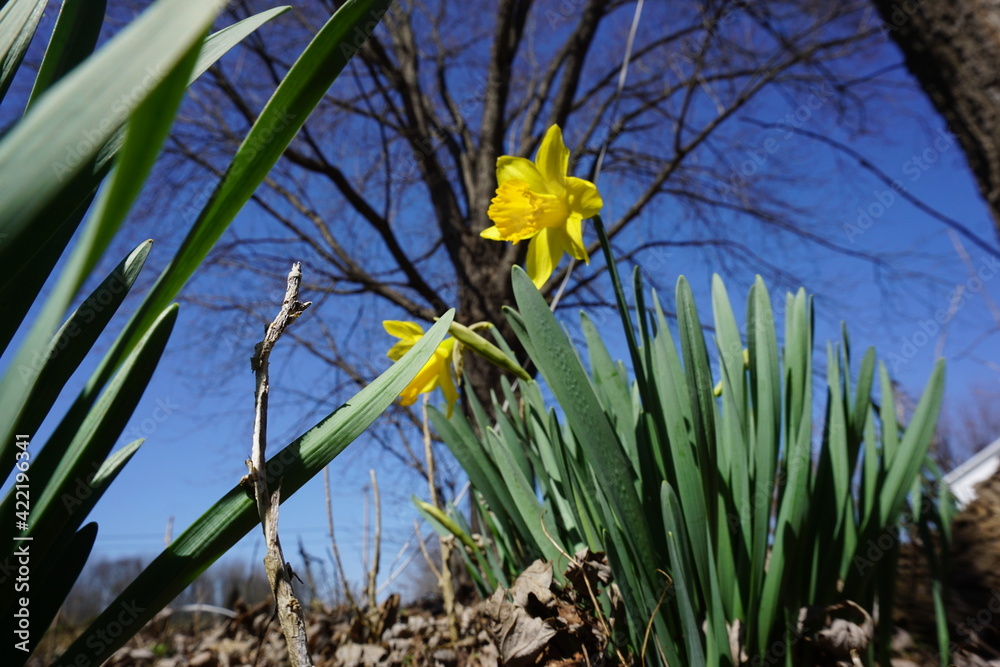 Fototapeta premium spring
