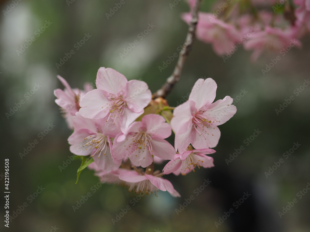 河津桜 広島市 縮景園 河津桜 広島市 縮景園