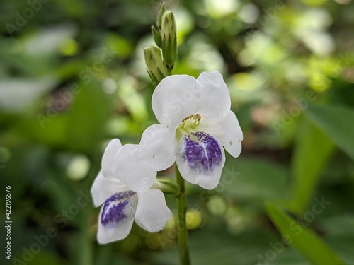 Asystasia gangetica flower in tropical nature borneo photo