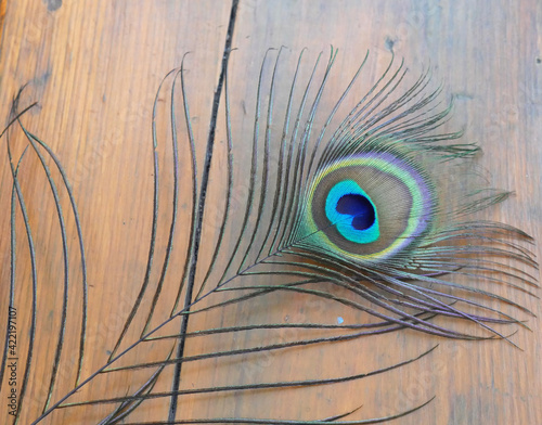 A peacock feather is lying on a wooden table
