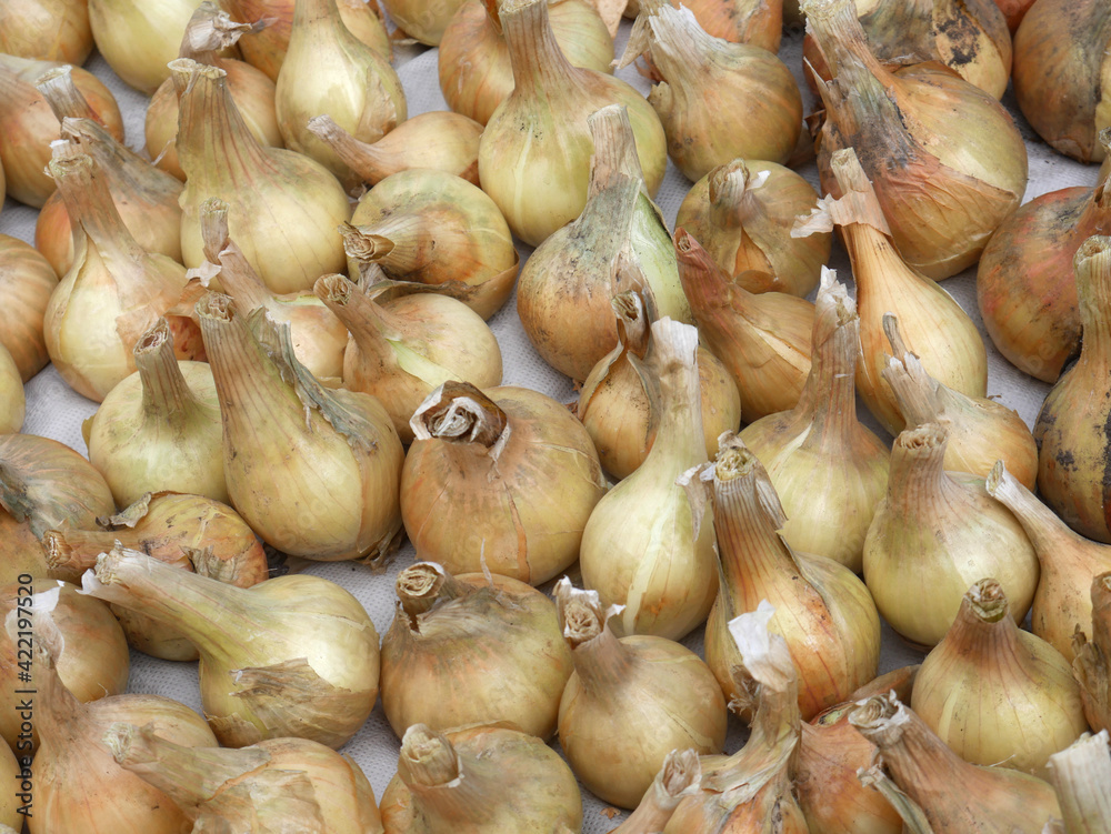 The golden-colored onion lies whole and dries in the sun. The harvest has just been harvested The golden-colored onion lies whole and dries in the sun. The harvest has just been harvested