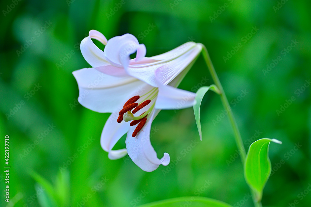 Obraz premium ササユリ