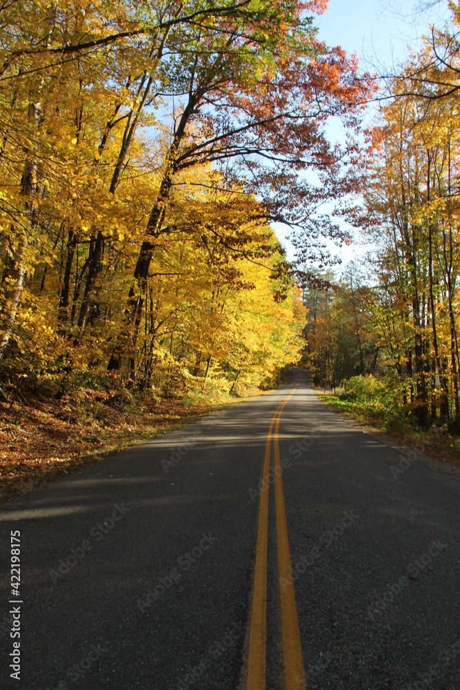 Colorful Autumn Road through the Forest