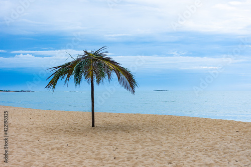 Fototapeta Naklejka Na Ścianę i Meble -  palm tree on the beach Maratízes Espírito Santo Brasil