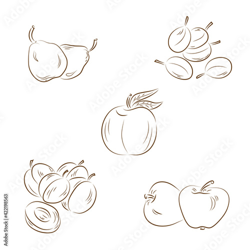 Line art fruits. Set of fruits: pears, plums, peach, apricots, apples
