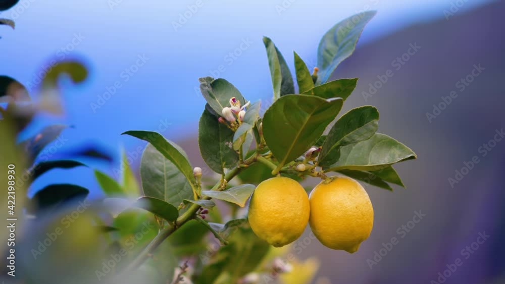 Yellow and ripe Lime on a lemon tree on the forefront of the Sea and mountains.
Fruit on the tree in the Garden.
Blooming fruit tree and garden.