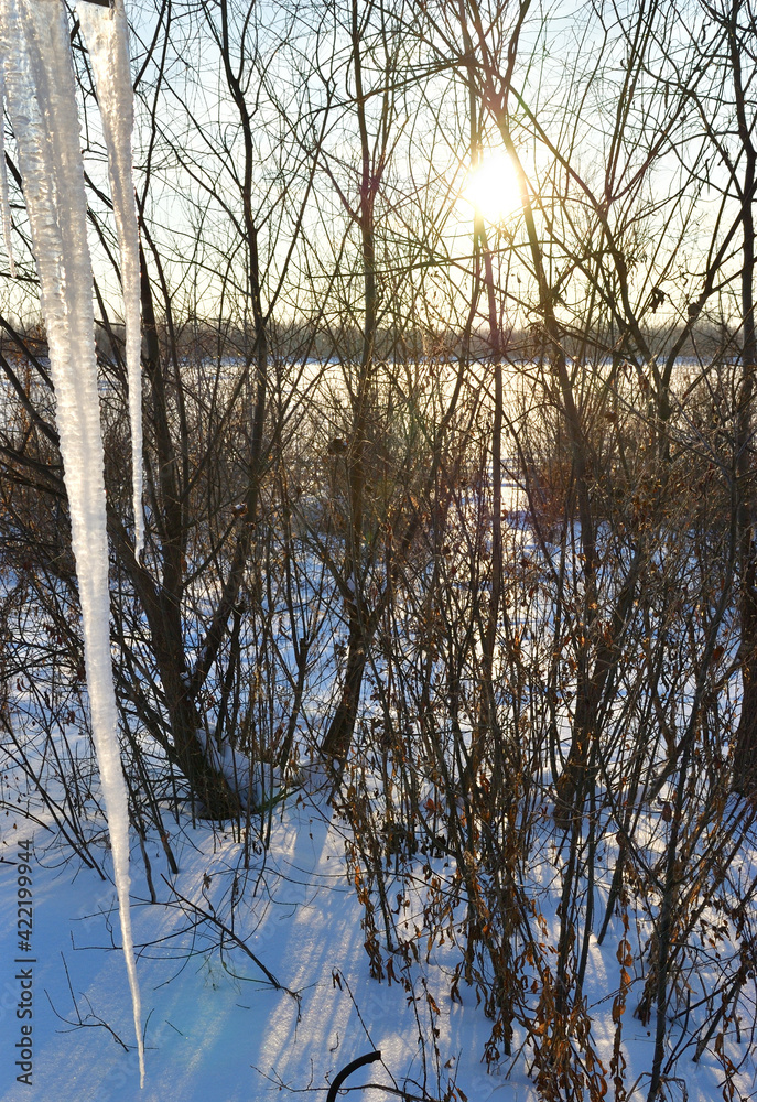 Fototapeta premium Icicle against the background of the snow-covered Irtysh river
