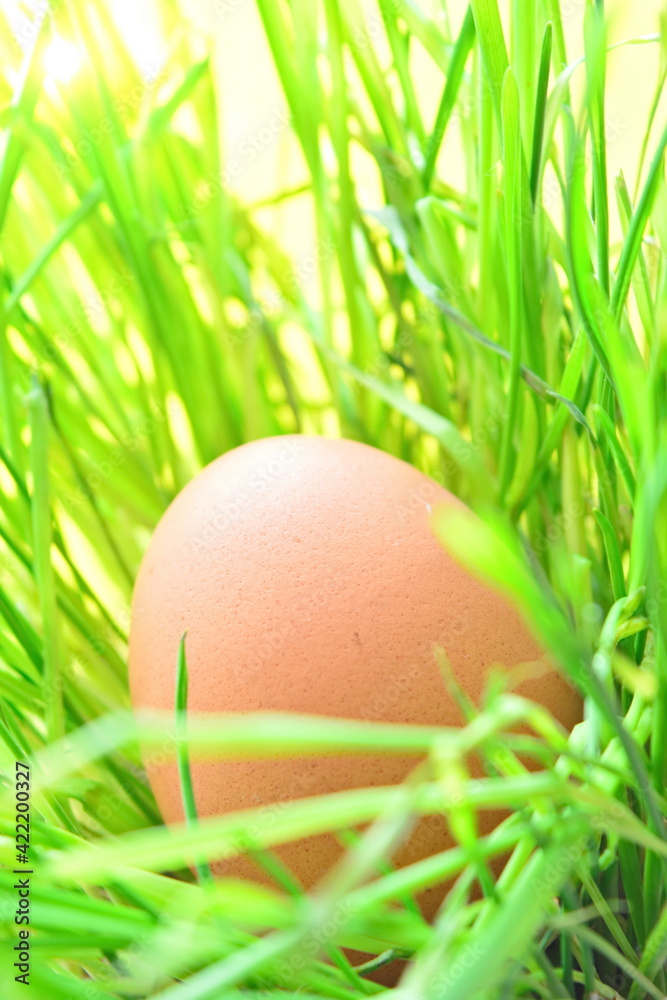 Yellow chicken eggs for the Easter holiday between young green grass sprouts under bright sunlight Yellow chicken eggs for the Easter holiday between young green grass sprouts under bright sunlight
