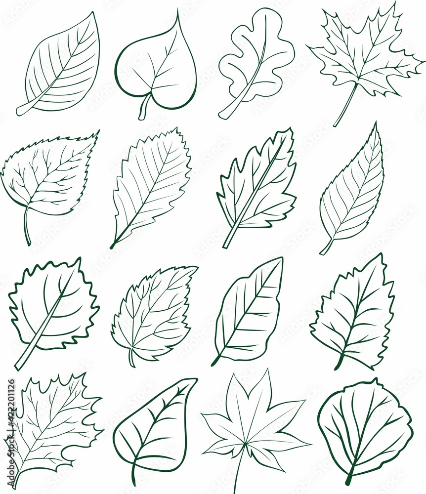 Fototapeta premium monochrome vector leaves of different trees. oak maple lilac aspen