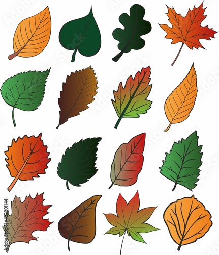 colored vector leaves of different trees. Red aspen, yellow maple, brown, green oak. lilac