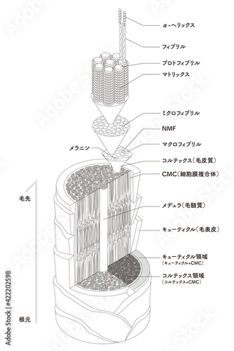 Hair cross section 1_2