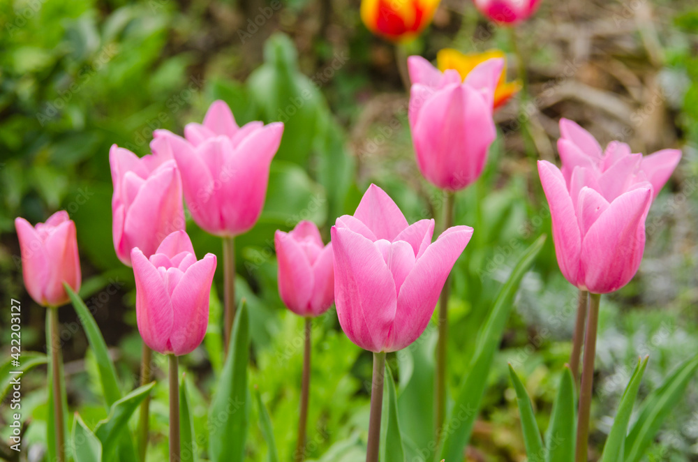 Close-up of beautiful tulips in flower greenhouse on pastel background.