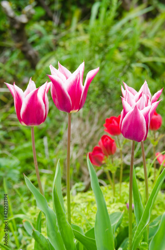 Close-up of beautiful tulips in flower greenhouse on pastel background.