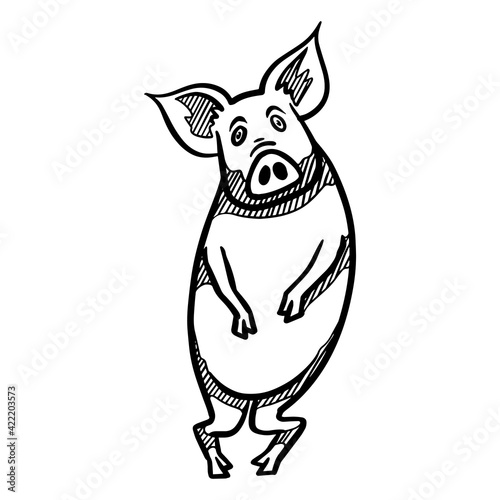 Hand drawing standing pig.