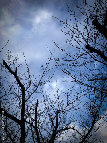 tree in the sky