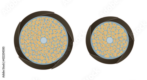 Hair cross section 6_1 No commentary