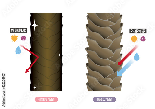 Hair cross section 17_1