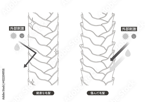 Hair cross section 17_2