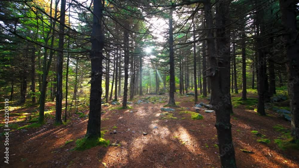 Point of view pov walking on Huckleberry Seneca Rocks hiking trail Spruce Knob mountain ridge pine forest in fall autumn with sun sunburst rays sunbeams flare behind trunks, West Virginia