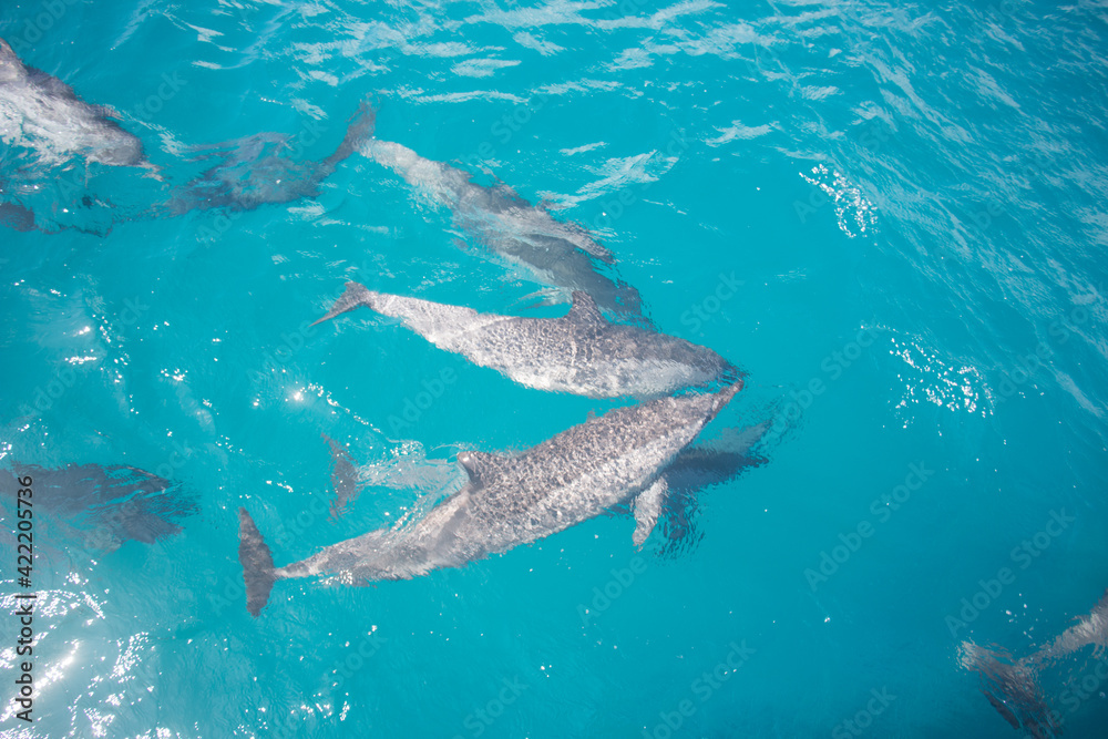 Obraz premium Fernando de Noronha