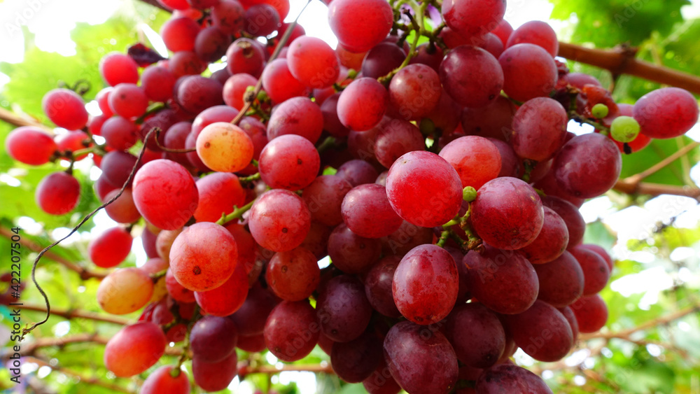 Red ripe grapes in the garden 