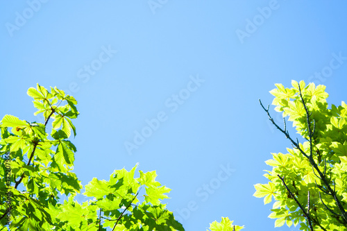 chestnut leaves on blue sky background. Castanea. Low angle view of chestnut and ash trees against overcast sky. Fresh green leaves in forest..