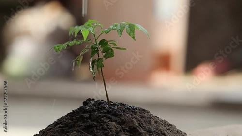 Hand Watering A Young Plant close up view