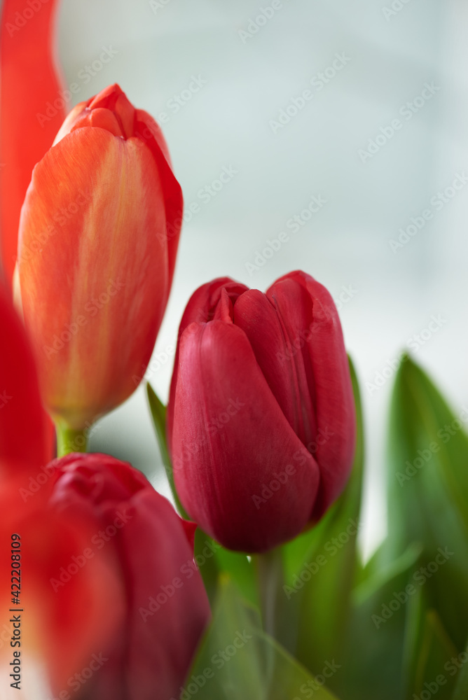Fototapeta premium beautiful flowers red tulips and green leaves close up