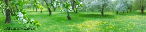 blooming apple trees in spring. panoramic landscape photo of apple orchard