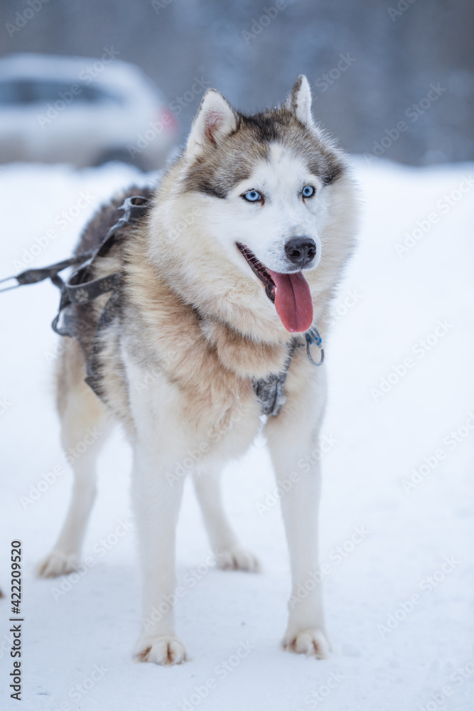 Portrait of a Siberian husky on a clear winter day on a snow-covered background close-up.