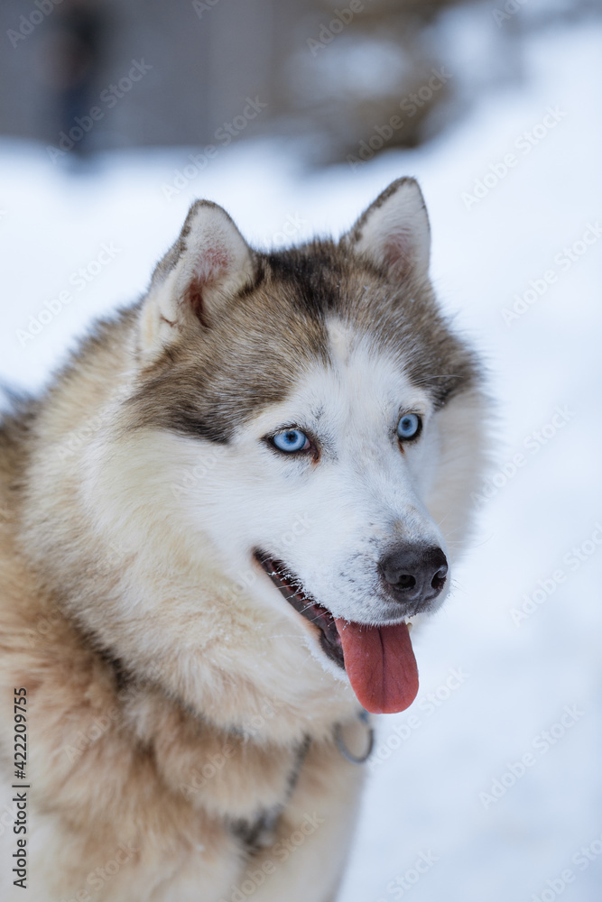 Portrait of a Siberian husky on a clear winter day on a snow-covered background close-up.
