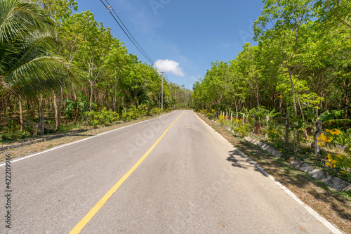 The asphalt road through the Rubber trees plantation in Summer season beautiful blue sky background at Phuket Thailand © panya99