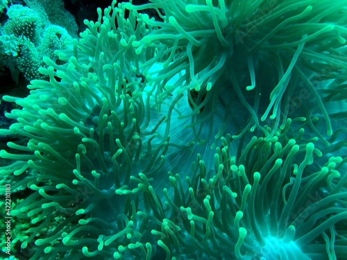 Fényképezés sea anemone in the reef