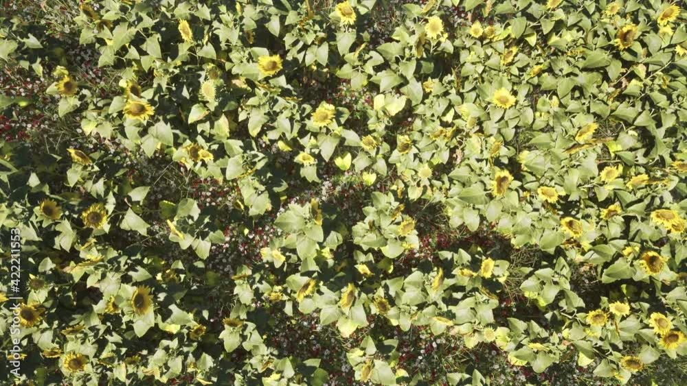 Sunflowers field on a sunny day with camera flying above top-down view, natural environment, 3D photorealistic animation. Springtime, meadow grassland scene, with colorful flowers. Sunflowers field on a sunny day with camera flying above top-down view, natural environment, 3D photorealistic animation. Springtime, meadow grassland scene, with colorful flowers.