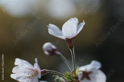 お花見。満開の桜。Hanami Festibal. Beautiful Japanese Cherry Blossoms.