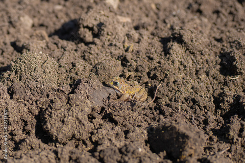 The frog wakes up from a winter sleep against the backdrop of loose earth. Nature concept. Nature background. Selective focus.