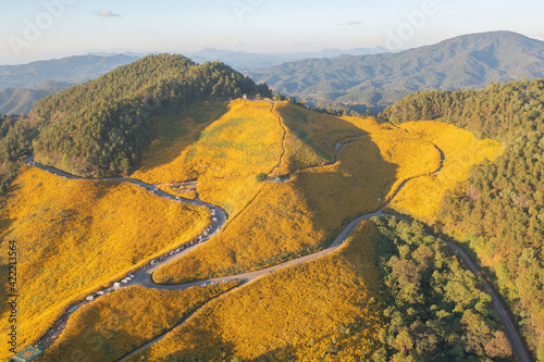 Aerial view of tree Marigold or yellow flowers in national garden park and mountain hills in Mae Hong Son, Thailand. Nature landscape in travel trip and vacation. Thung Bua Tong at Doi Mae U Kho. photo